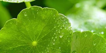 CENTELLA ASIATICA EXTRAKTE